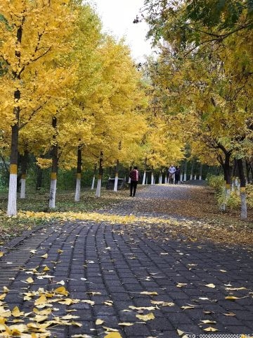 本周起 北京市属公园彩叶树种将进入最佳观赏期