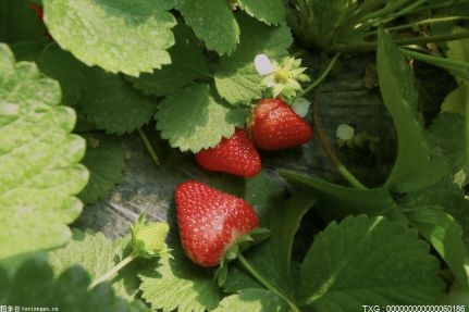 綦江区隆盛镇中桥村晚熟草莓采摘进入旺季 持续到5月底