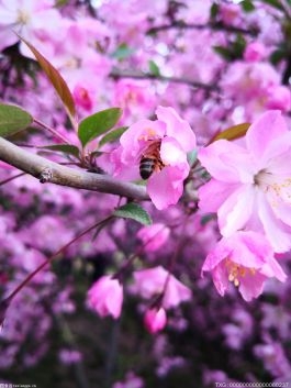 城市环境和气候变化变暖影响 日本京都樱花提前11天盛开