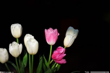 武漢植物園熱帶蘭花展開展 “萬事達”國蘭春劍奪得花王