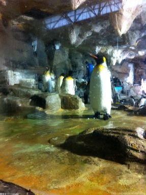 上海海昌海洋公园的南极企鹅馆传喜讯 今年首只“沪籍”阿德利企鹅宝宝破壳而出