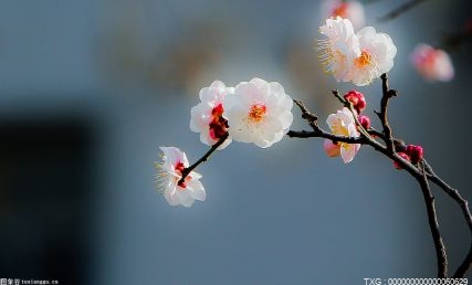 高德上线北京赏花地图 27个最美赏花点等你来