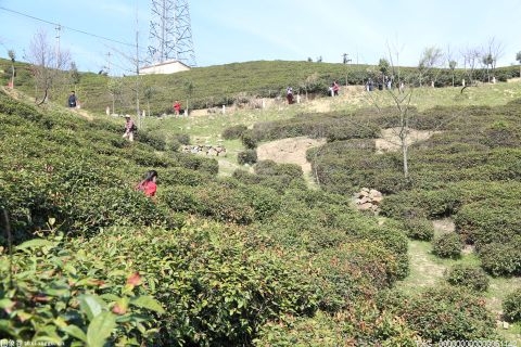 普安县：筑牢绿色屏障提高茶园产能 大力推广农业现代化