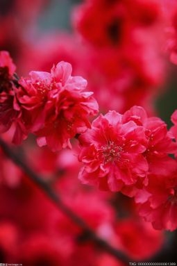 迎春花是什么颜色的?迎春花的生长习性是什么?