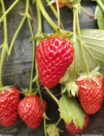 13斤草莓“縮水”一半 廈門一草莓園使用“作弊秤”被罰款