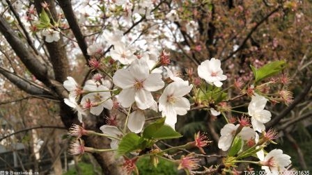 油菜花、樱花、桃花三大花种遍布全国 同程旅行发布赏花指南