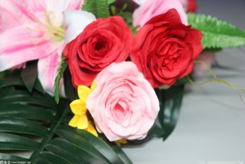 尚义县甲石河乡：玫瑰花成“致富花”和“幸福花”