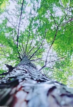 2021年湖北累计完成营造林195.4万亩 创新机制提升绿化效果