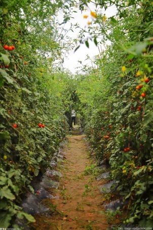 番茄主要病虫害有哪些？怎么防治番茄的病虫害？