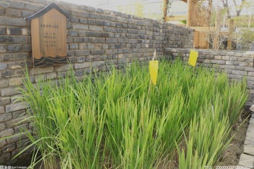 晨兴村建成水稻品种“基因库” 成了新的网红“打卡地”