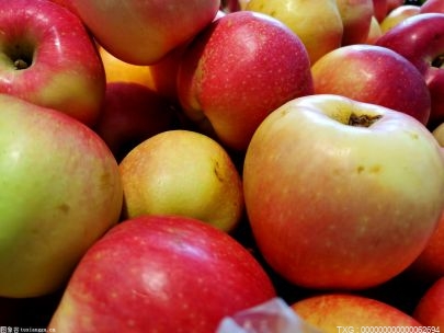 2021年三門峽蘋果種植面積約160萬畝 蘋果產量達19.7億公斤