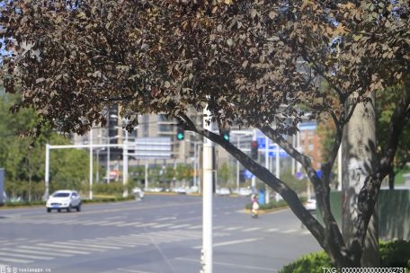 市政树木旺盛生长影响围墙安全 有关部门及时整修排除险情