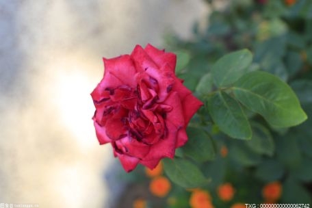 7朵玫瑰花的美好寓意是什么?送7朵玫瑰花的含义是什么?