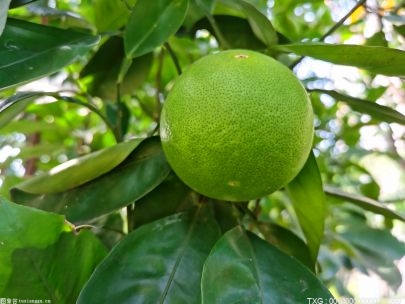 好品质带来好口碑 品牌柑橘产品成为永州市柑橘产业亮眼名片