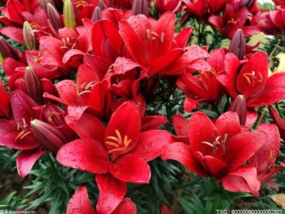很虐心的花语都有哪些花？这些花语你最喜欢什么花的花语？