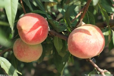 一个桃子的热量有多少？ 减肥期间可以吃桃子吗？
