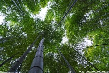 狄仁杰文化公园：参观古树名木摄影展营造良好氛围