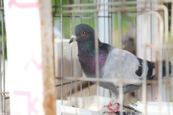 候鳥遷徙迎高峰期 珍稀鳥類飛來膠州灣海洋公園