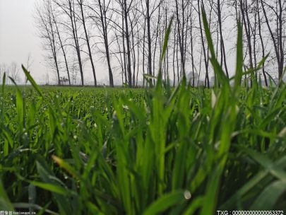 中科院研究培育抗热水稻 应对全球气候变暖
