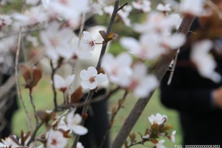 武汉樱花将于3月中旬绽放 三镇皆有花可赏